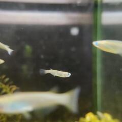 天然クロメダカ
