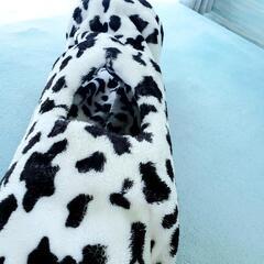 【受け渡し者決定】猫🐱 トンネルの画像