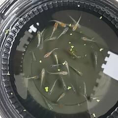 煌（キラメキ）メダカ若魚10匹ゴールデンウィーク価格