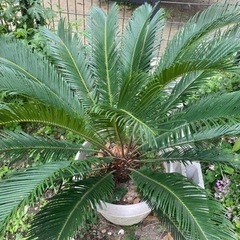 ソテツ　蘇鉄　観葉植物　大きい　の画像