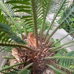 ソテツ　蘇鉄　観葉植物　大きい　の画像