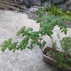 お話中です　ローズマリーと山椒のプランター寄植え　の画像
