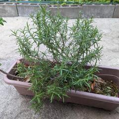 お話中です　ローズマリーと山椒のプランター寄植え　の画像