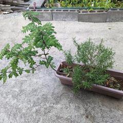 お話中です　ローズマリーと山椒のプランター寄植え　