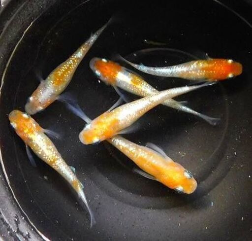 ⑤改良メダカ・煌（きらめき）が昨年秋に産んだ幼魚～若魚　10匹【手渡し可能な方のみ】
