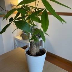 パキラ　観葉植物