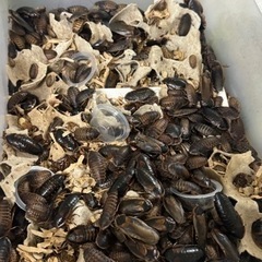 デュビア飼育セット200匹以上（爬虫類、両生類、熱帯魚などの餌
