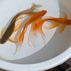 鉄魚の中古が安い！激安で譲ります・無料であげます｜ジモティー