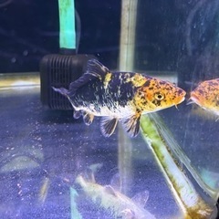 錦鯉15～20cm