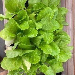 サンチュ(焼肉レタス)苗 25本