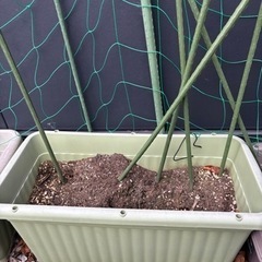 家庭菜園 土 ガーデニング