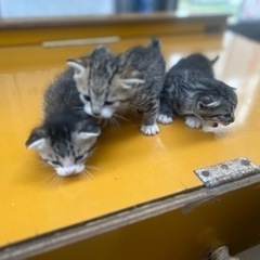 【3匹の里親決定しました】子猫の里親さん募集中😻