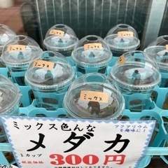 メダカ、アクア関連