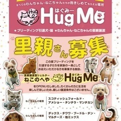 里親譲渡会のお知らせ🐶🐈 - その他