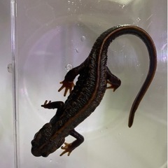 決まりました　オキナワシリケンイモリ