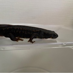 決まりました　オキナワシリケンイモリの画像