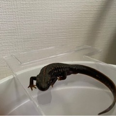 決まりました　オキナワシリケンイモリの画像