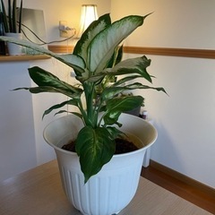 ディフェンバキア　観葉植物
