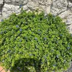 おまけあり！大株★横幅1メートル★アメリカンブルー★植物の画像