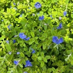 おまけあり！大株★横幅1メートル★アメリカンブルー★植物の画像