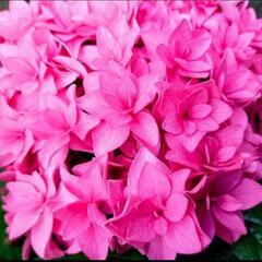 アジサイ　ピンク　苗②