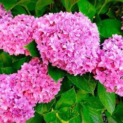 アジサイ　ピンク　苗②の画像