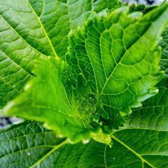 アジサイ　ピンク　苗②の画像