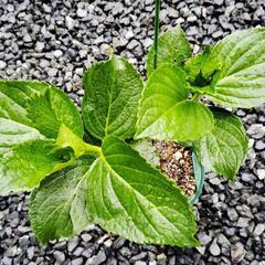 アジサイ　ピンク　苗②の画像