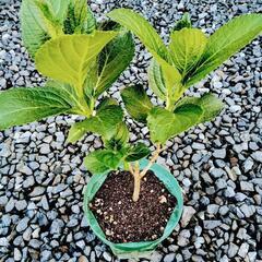 アジサイ　ピンク　苗②の画像