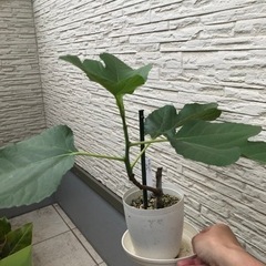 イチジクの鉢植え5点　オマケ付き　
①