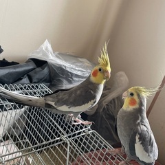 オカメインコ