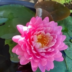 睡蓮　スイレン　マニカムの画像