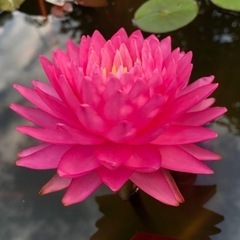 睡蓮　スイレン　マニカムの画像