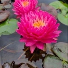 睡蓮　スイレン　マニカムの画像