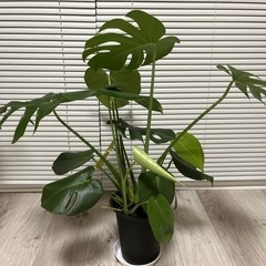 生活雑貨 家庭用品 ガーデニングの画像