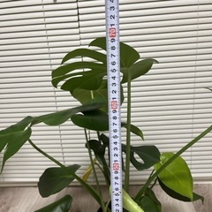 生活雑貨 家庭用品 ガーデニングの画像