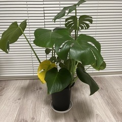 生活雑貨 家庭用品 ガーデニング