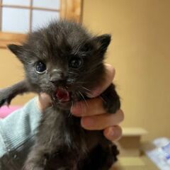 生後２週間くらいの赤ちゃん猫達