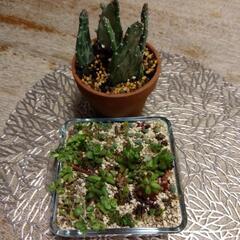 サボテン多肉植物セットガラス容器付き