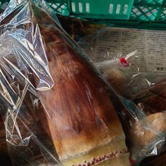 たけのこ 筍 竹の子 掘りたて!! 