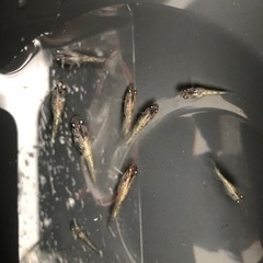 【レオめだか】めだか　アワビ1ペア