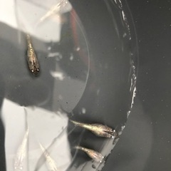 【レオめだか】めだか　アワビ1ペアの画像