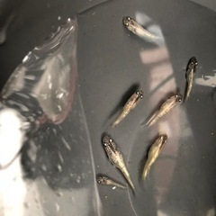 【レオめだか】めだか　アワビ1ペアの画像