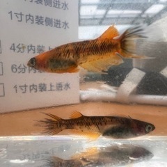 5/12 (日) 白石特産物直売所　イベント　メダカ、金魚掬い　...