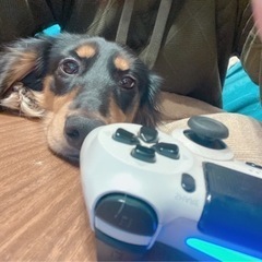 ミニチュアダックスフンド - 犬