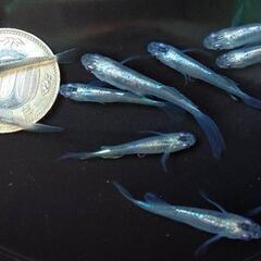 🌷ஐ೨🌸はるいろめだか🌸ஐ೨🌷ミントスター月虹🐟激安販売🉐ALL...