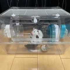 ルーミィの画像