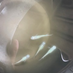 メダカ　しずく　2ペア