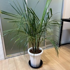  観葉植物 モドキヤシ
