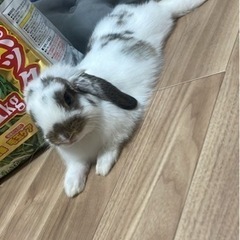 ウサギ　ホーランドロップ